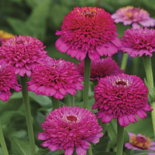 Zinderella Purple Zinnia Thumbnail